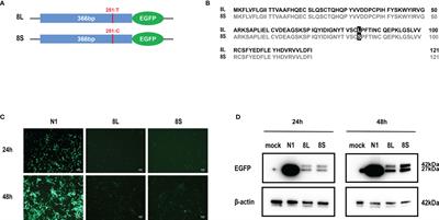 Severe Acute Respiratory Syndrome Coronavirus 2 ORF8 Protein Inhibits Type I Interferon Production by Targeting HSP90B1 Signaling